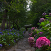 三河紫陽花寺⑦