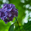 三河紫陽花寺④