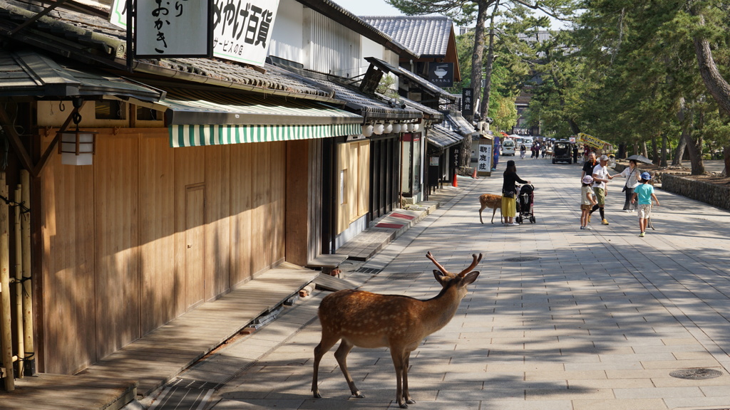 奈良公園　鹿が見守る