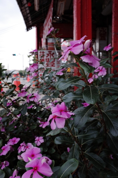 路上の花