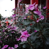 路上の花