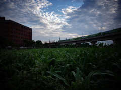 トウモロコシ畑
