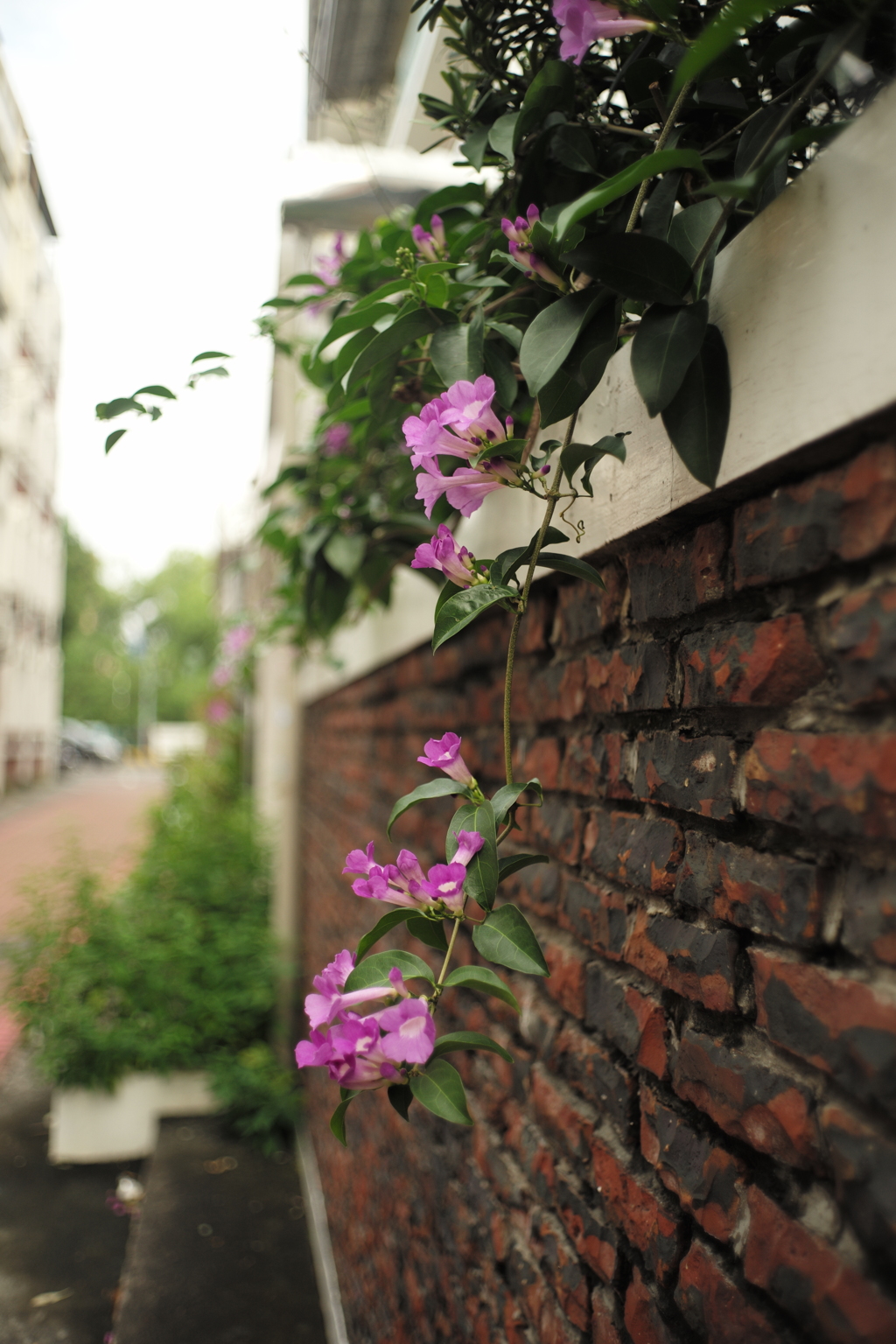 台湾台南路地裏の花　その２
