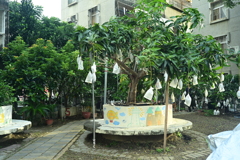 台南スナップ