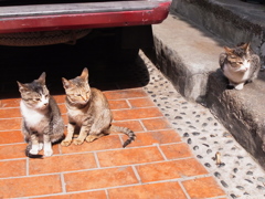 台湾鹿港の猫