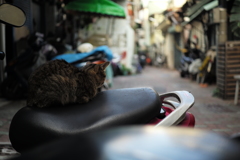 台湾台南路地裏の猫（12）