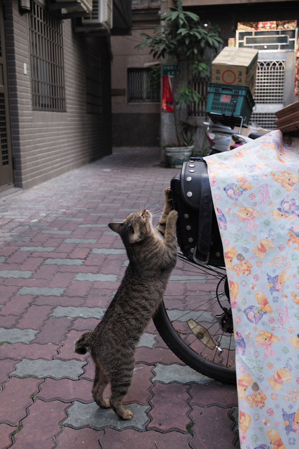 台湾　台南　路地裏の猫（18）