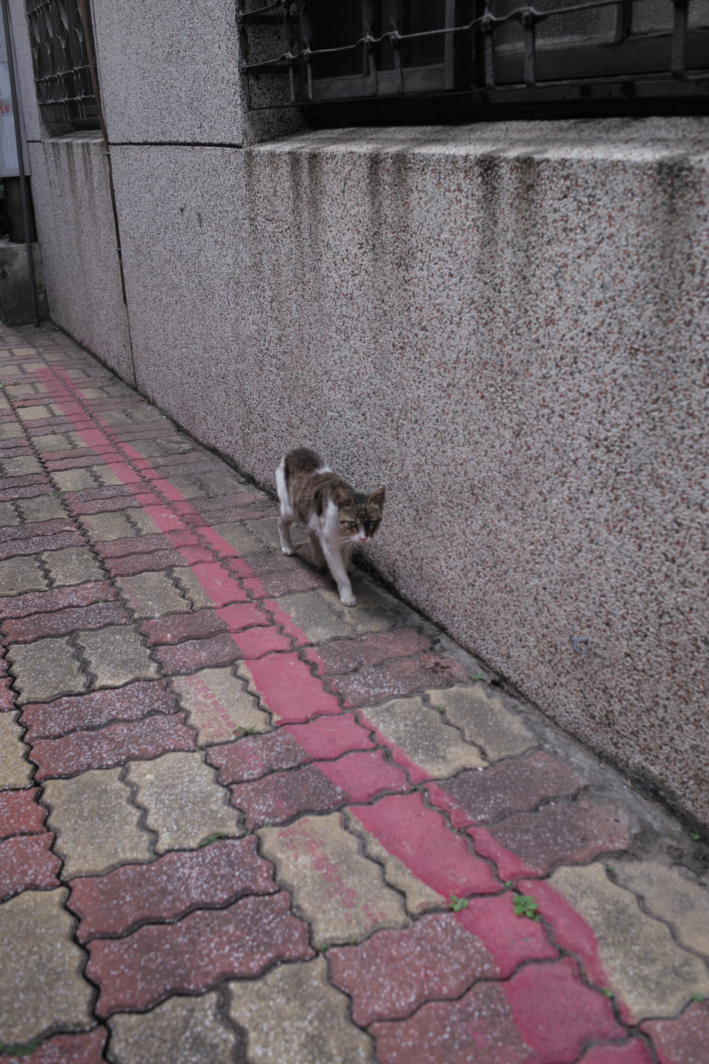 台湾　台南　路地裏の猫（17）