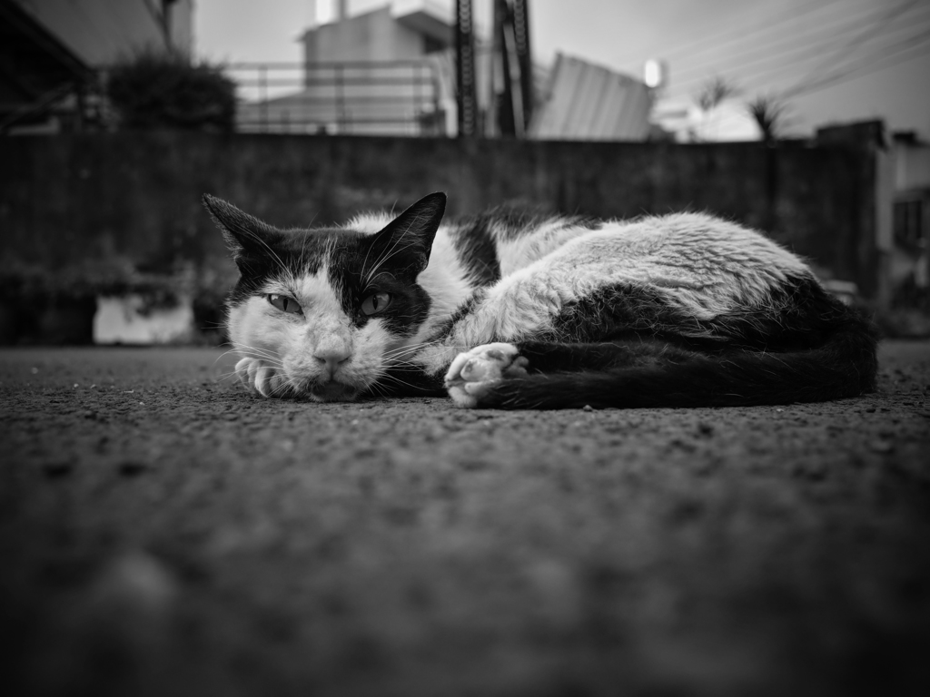 ネコ