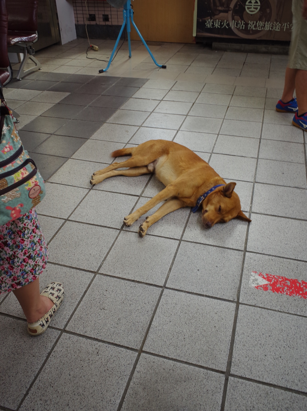 台東駅 野良犬