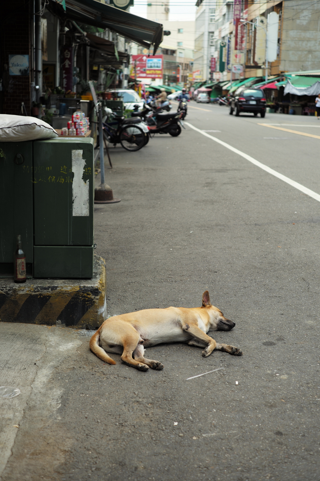 台湾台南野良犬