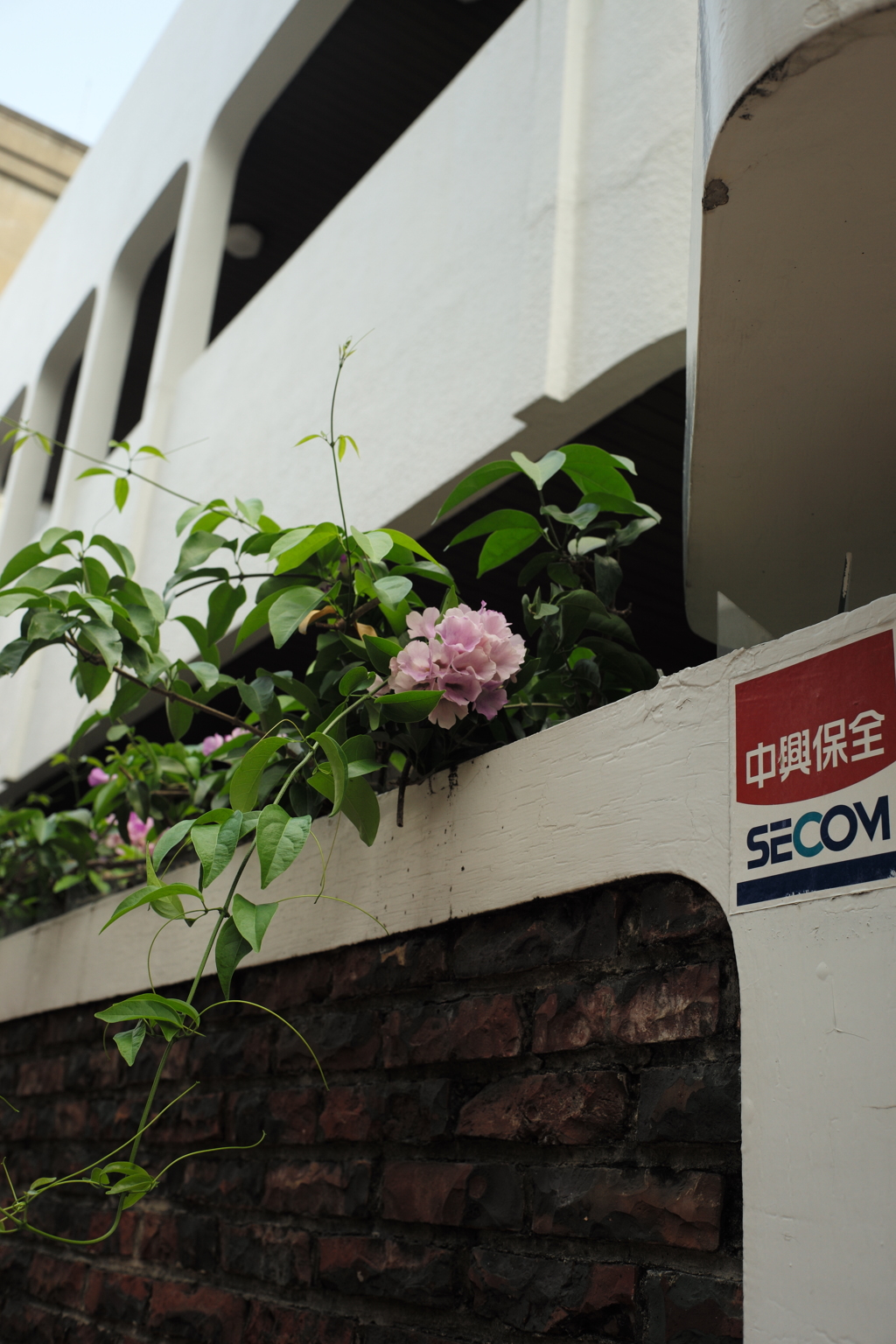 台湾台南路地裏の花