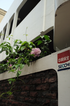 台湾台南路地裏の花