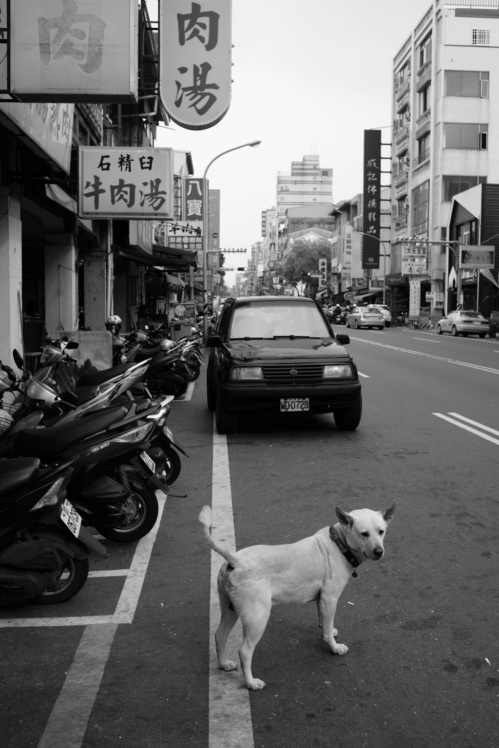 看板犬その２