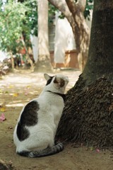 台湾台南飼い猫