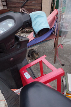 市場の片隅の猫