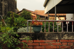 散歩写真