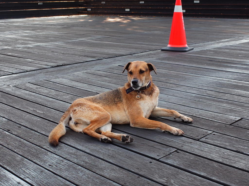 日月潭の犬