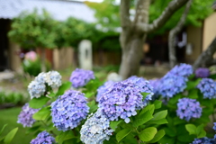 松代スナップ05