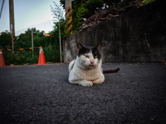 路地裏の猫