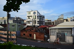 喜樹