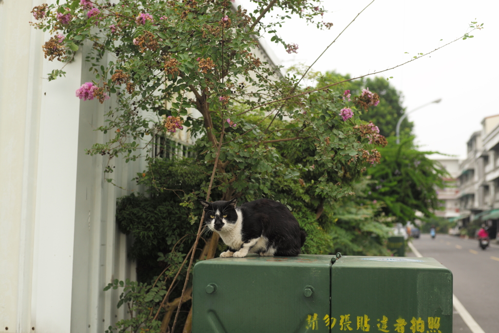 配電盤の野良ネコ