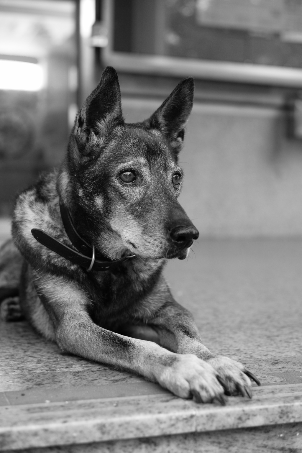 老犬08