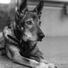 老犬08