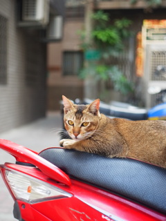 台湾台南路地裏の猫（1）