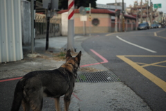 老犬06　どっちに行こうかな～