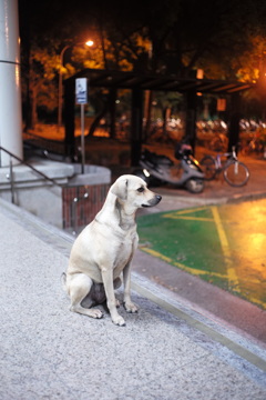 台湾 台南 夜の野良犬２