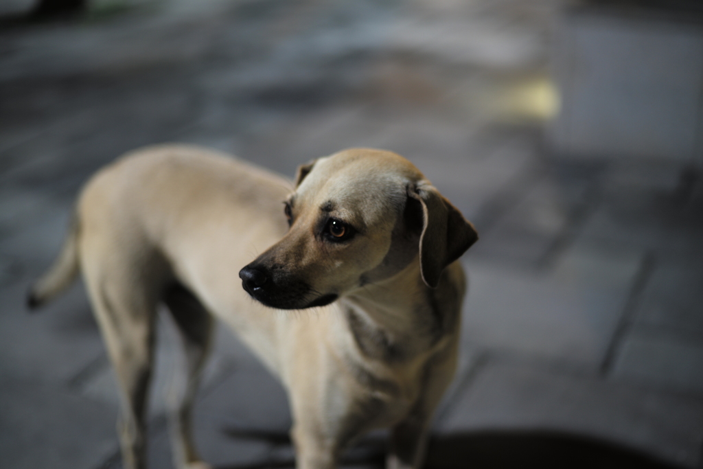 台湾 台南 夜の野良犬３