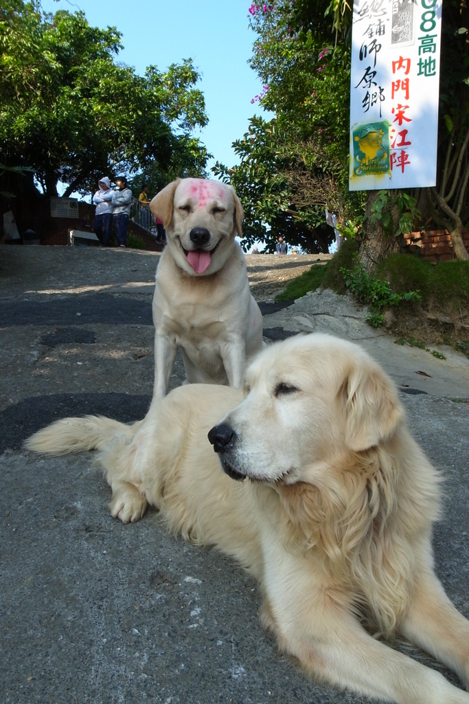 台湾台南内門食堂の犬