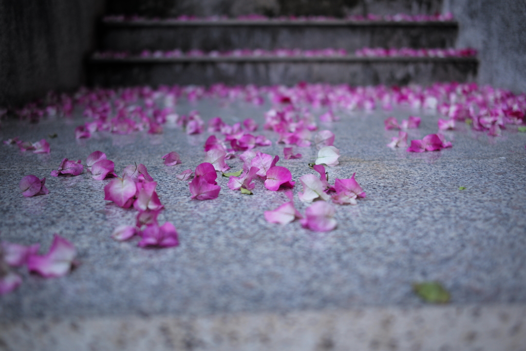 花びら