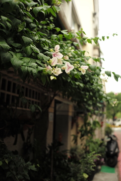 台湾台南路地裏の花　その３