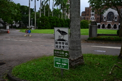 台北朝スナップ