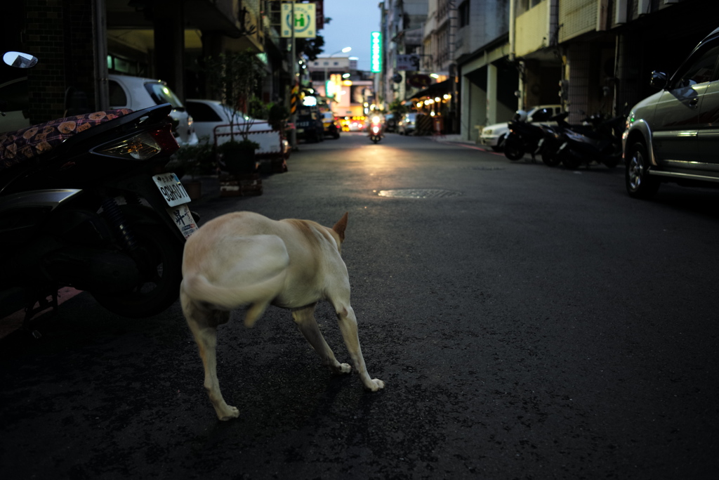 台湾台南夜の野良犬06