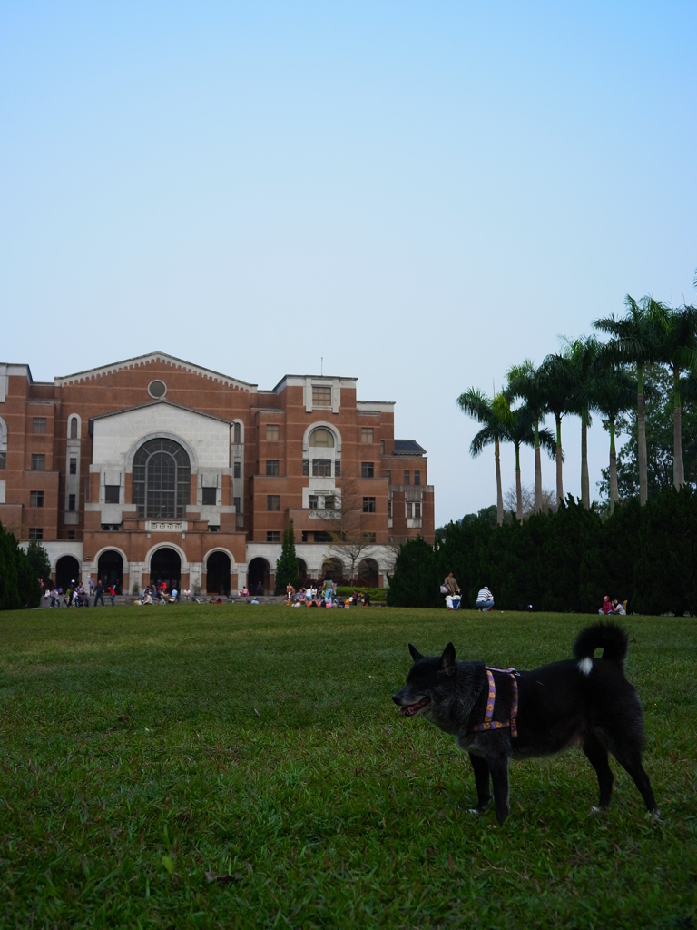 台湾台湾大学の犬