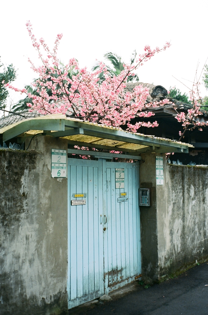 台湾台北路地裏の花