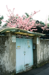 台湾台北路地裏の花