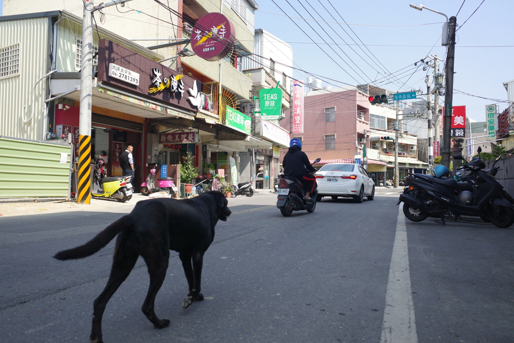 町ゆく犬