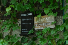 台南スナップ