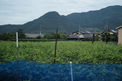 松代スナップ07