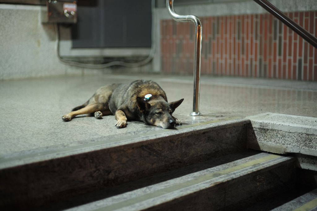 台湾台南夜の野良犬07