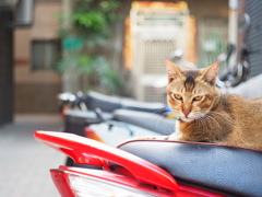 台湾台南路地裏の猫（3）