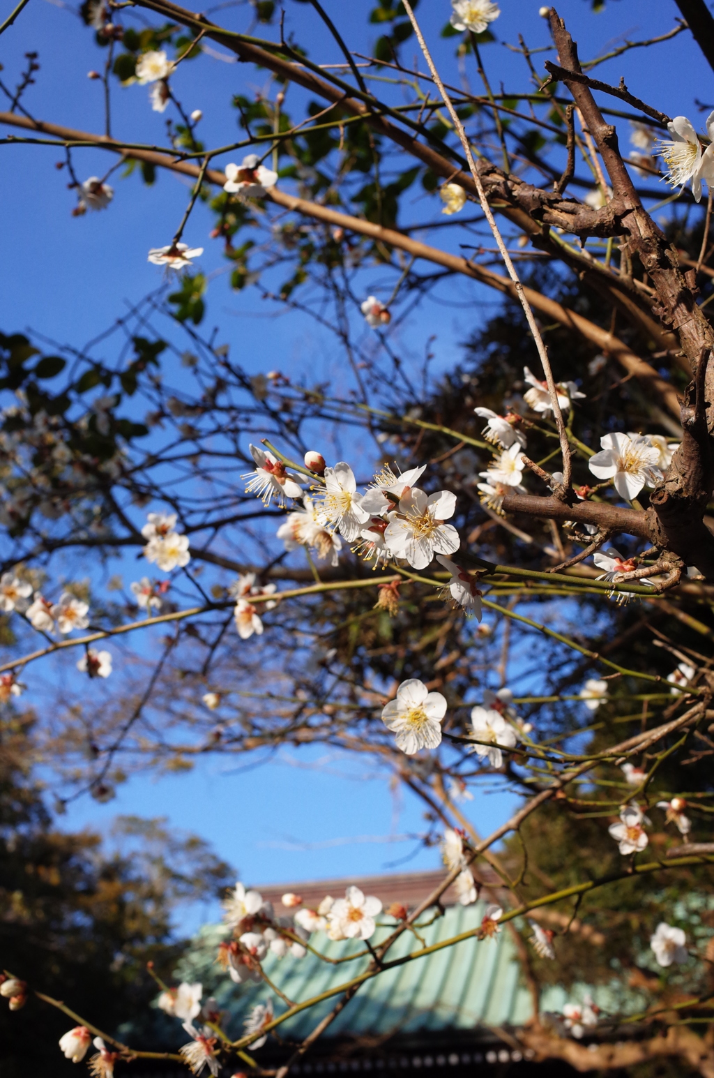 鎌倉高徳院　梅
