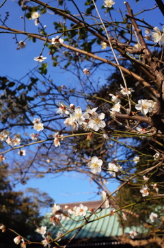 鎌倉高徳院　梅