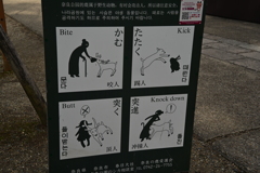 奈良スナップ