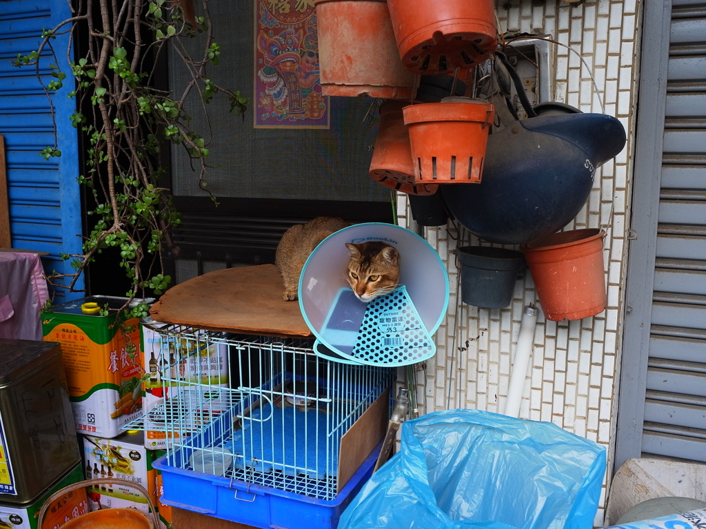 台湾台南路地裏（40）