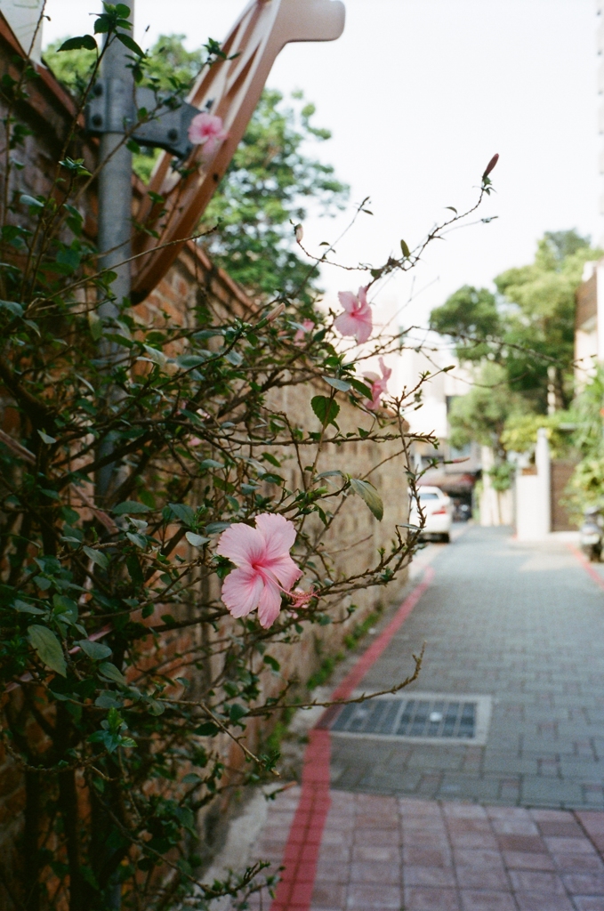 台南 路地裏の花